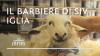 Creating sheep for Il Barbiere di Siviglia