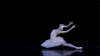 Dying Swan