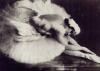 Anna Pavlova danst de stervende zwaan