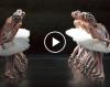 Dance of the Little Swans - Het Zwanenmeer