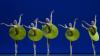 Scènebeeld van The Vertiginous Thrill of Exactitude; vijf dansers in groene tutu's