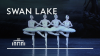 Dance of the Little Swans - Swan Lake